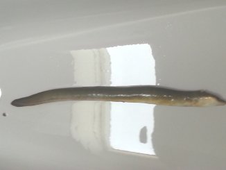 62cm Aal aus dem Sorpesee